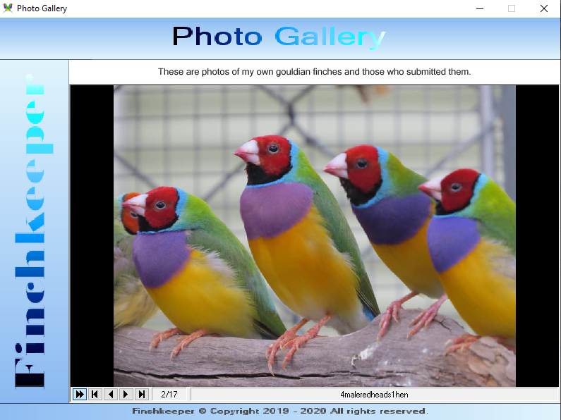 A photo gallery has been included to show some of the beautiful Gouldian Finches submitted by our members