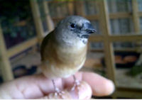 Feathered juvenile Gouldian finch, same chick in figure 13 which needed assistance