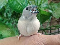 Juvenile hand reared Gouldian finch posing for the camera whilst sat on a hand