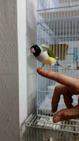 Friendly adult Gouldian finch sat on someones finger for the camera