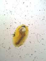 A Stool With Yellow Urine Indicating Chronic Weight Loss In A Society Finch
