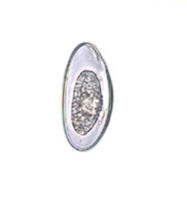 Thrichostrongylus Axel Egg In Early Stage, Taken From A Stool Sample