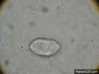 This Image Was Found In Our Colection, Name Unknown, But Likely A Protozoan