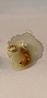 Undigested Seed In Stool From A Bird With A Protozoan Infestation